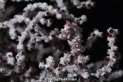 Hipocampus, Pygmy Seahorse on coral fan. Taken off Anilao... by Roy Spraakman 